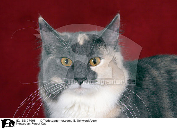 Norwegische Waldkatze Portrait / Norwegian Forest Cat / SS-07668