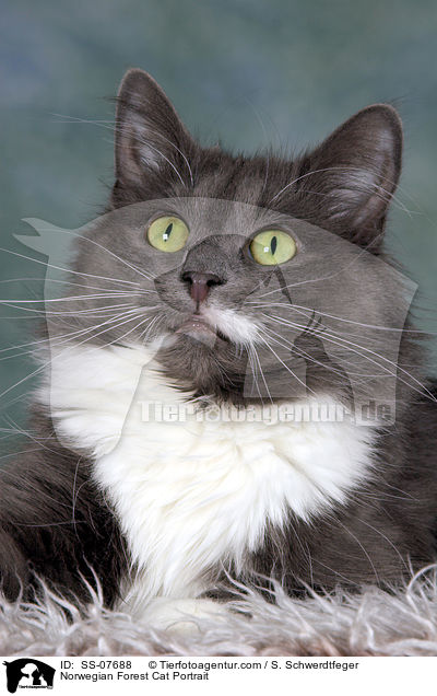 Norwegische Waldkatze Portrait / Norwegian Forest Cat Portrait / SS-07688