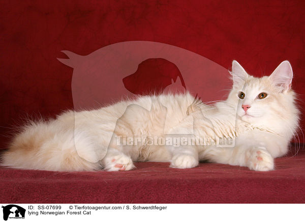 liegende Norwegische Waldkatze / lying Norwegian Forest Cat / SS-07699