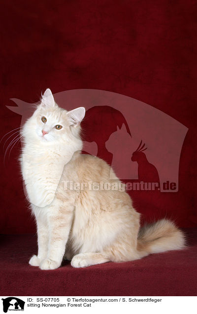 sitzende Norwegische Waldkatze / sitting Norwegian Forest Cat / SS-07705
