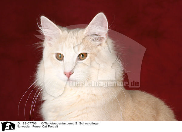 Norwegische Waldkatze Portrait / Norwegian Forest Cat Portrait / SS-07706