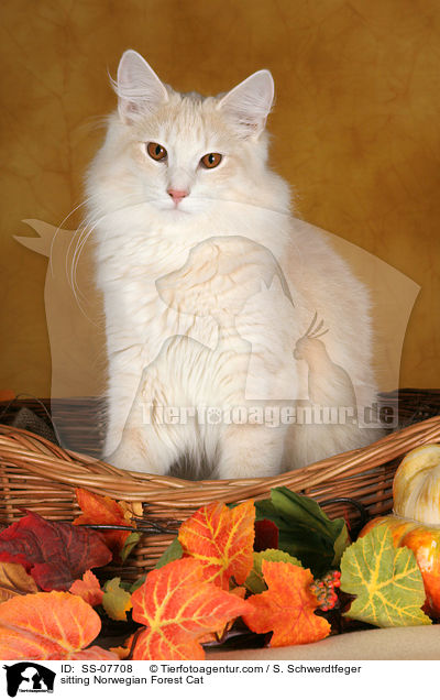 sitzende Norwegische Waldkatze / sitting Norwegian Forest Cat / SS-07708