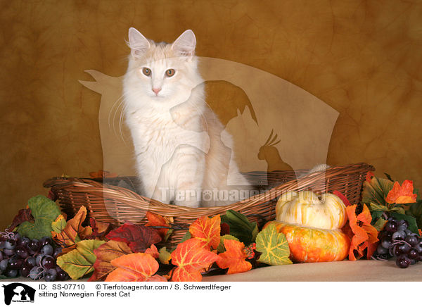sitzende Norwegische Waldkatze / sitting Norwegian Forest Cat / SS-07710