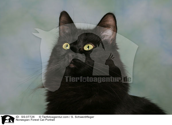 Norwegische Waldkatze Portrait / Norwegian Forest Cat Portrait / SS-07726