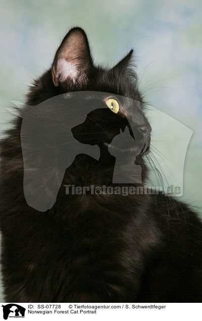 Norwegische Waldkatze Portrait / Norwegian Forest Cat Portrait / SS-07728