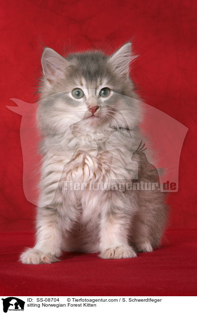sitzendes Norwegisches Waldkatze Ktzchen / sitting Norwegian Forest Kitten / SS-08704