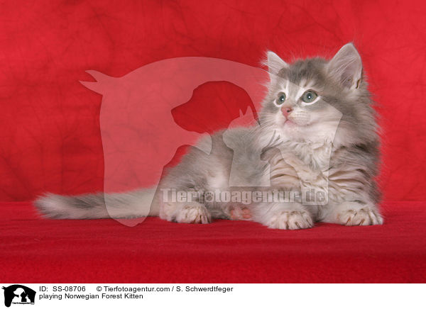 liegendes Norwegisches Waldkatze Ktzchen / playing Norwegian Forest Kitten / SS-08706
