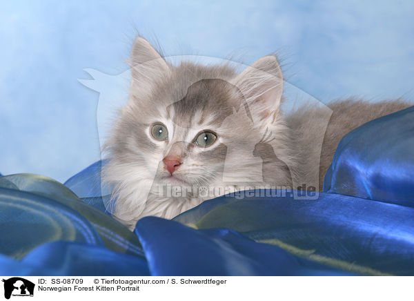 Norwegian Forest Kitten Portrait / SS-08709