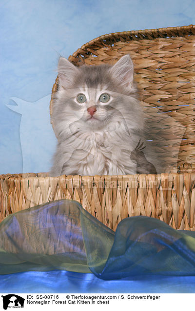 Norwegisches Waldkatze Ktzchen in Truhe / Norwegian Forest Cat Kitten in chest / SS-08716
