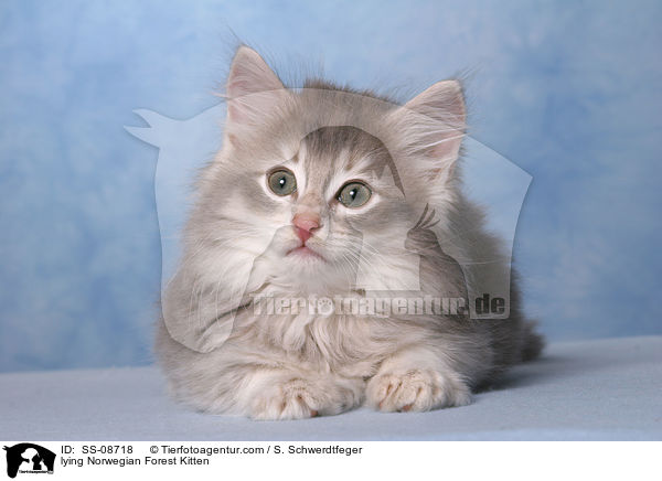 liegendes Norwegisches Waldkatze Ktzchen / lying Norwegian Forest Kitten / SS-08718