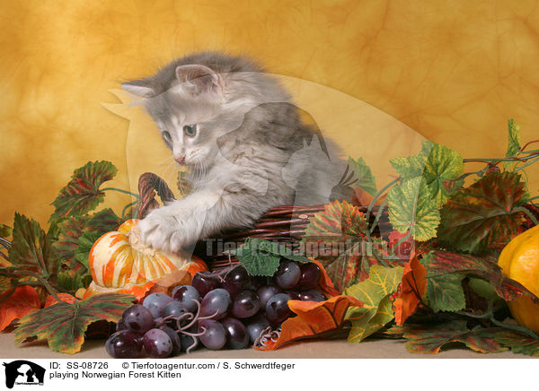 spielendes Norwegisches Waldkatze Ktzchen / playing Norwegian Forest Kitten / SS-08726