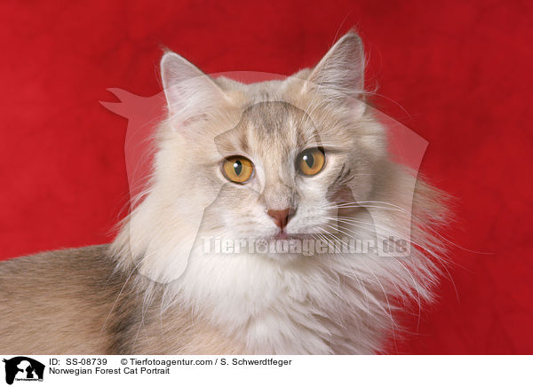 Norwegische Waldkatze Portrait / Norwegian Forest Cat Portrait / SS-08739