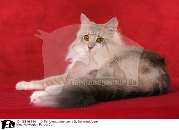 liegende Norwegische Waldkatze / lying Norwegian Forest Cat / SS-08740