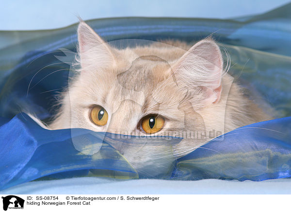 Norwegische Waldkatze versteckt sich / hiding Norwegian Forest Cat / SS-08754