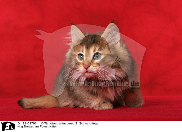 liegendes Norwegisches Waldkatze Ktzchen / lying Norwegian Forest Kitten / SS-08760
