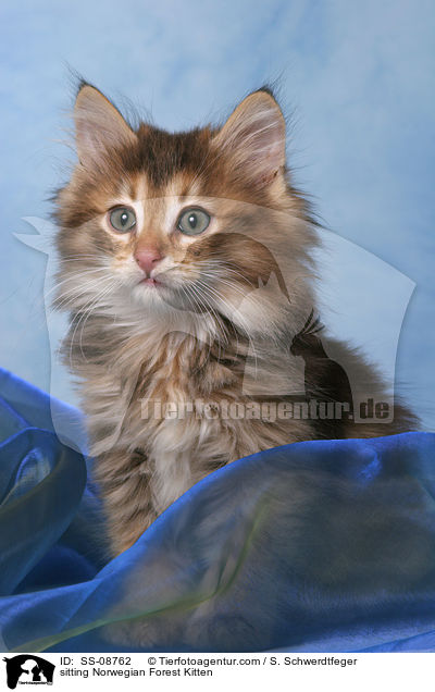 sitzendes Norwegisches Waldkatze Ktzchen / sitting Norwegian Forest Kitten / SS-08762