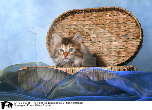 Norwegisches Waldkatze Ktzchen Portrait / Norwegian Forest Kitten Portrait / SS-08765