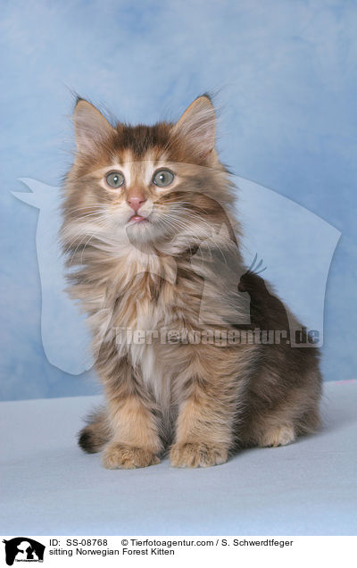 sitting Norwegian Forest Kitten / SS-08768