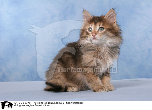 sitting Norwegian Forest Kitten / SS-08770
