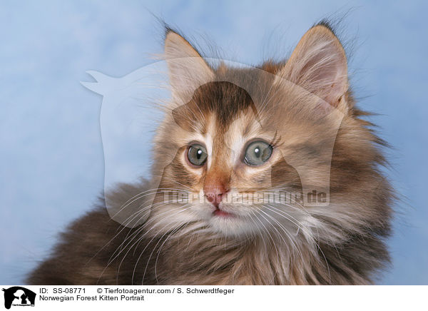 Norwegisches Waldkatze Ktzchen / Norwegian Forest Kitten Portrait / SS-08771