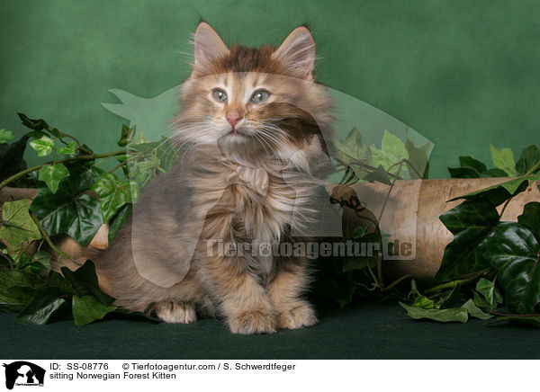 sitting Norwegian Forest Kitten / SS-08776