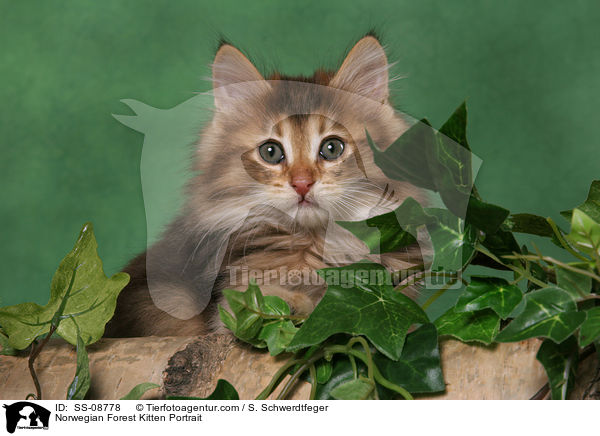 Norwegian Forest Kitten Portrait / SS-08778
