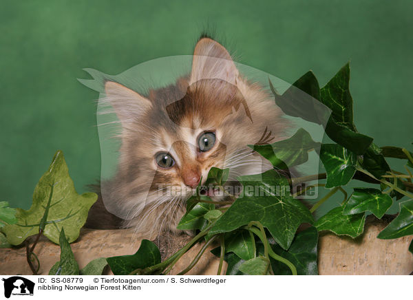nibbling Norwegian Forest Kitten / SS-08779