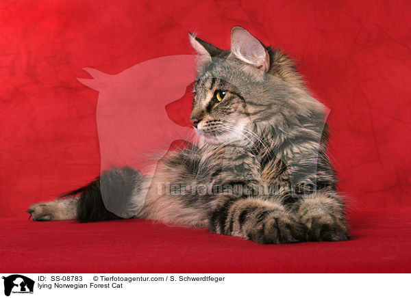 liegende Norwegische Waldkatze / lying Norwegian Forest Cat / SS-08783
