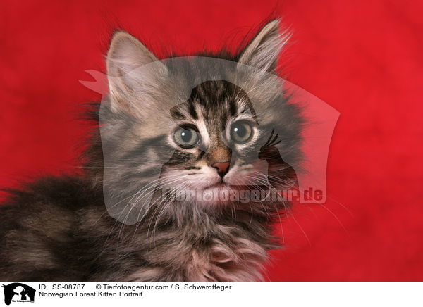 Norwegisches Waldkatze Ktzchen Portrait / Norwegian Forest Kitten Portrait / SS-08787
