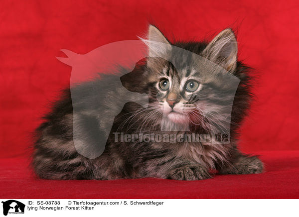 liegendes Norwegisches Waldkatze Ktzchen / lying Norwegian Forest Kitten / SS-08788