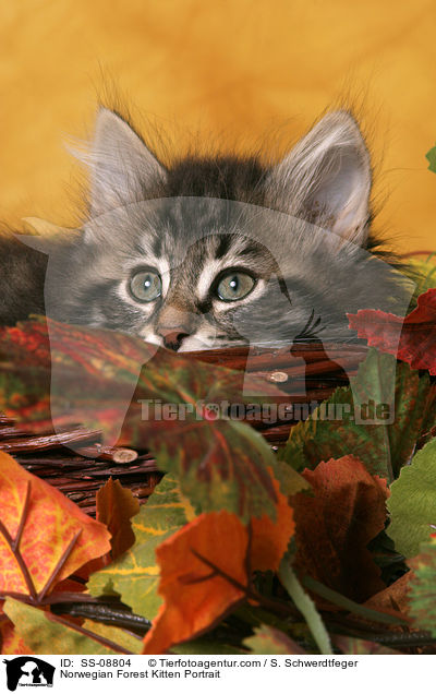 Norwegisches Waldkatze Ktzchen Portrait / Norwegian Forest Kitten Portrait / SS-08804