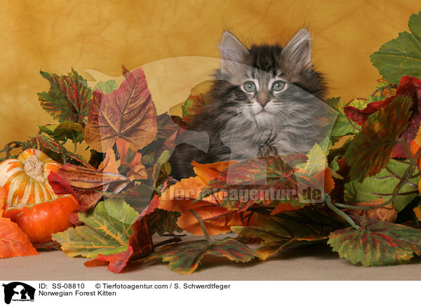 Norwegisches Waldkatze Ktzchen / Norwegian Forest Kitten / SS-08810