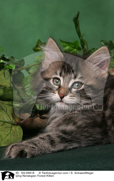 liegendes Norwegisches Waldkatze Ktzchen / lying Norwegian Forest Kitten / SS-08816