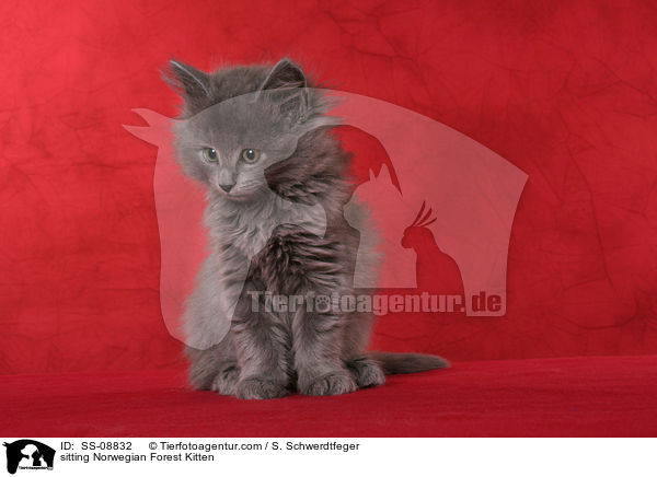sitting Norwegian Forest Kitten / SS-08832