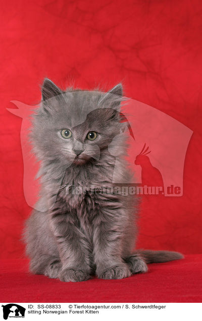 sitting Norwegian Forest Kitten / SS-08833