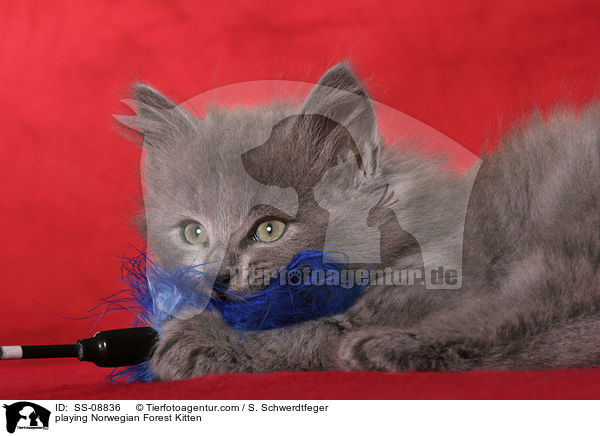 playing Norwegian Forest Kitten / SS-08836