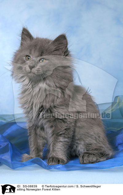 sitting Norwegian Forest Kitten / SS-08839