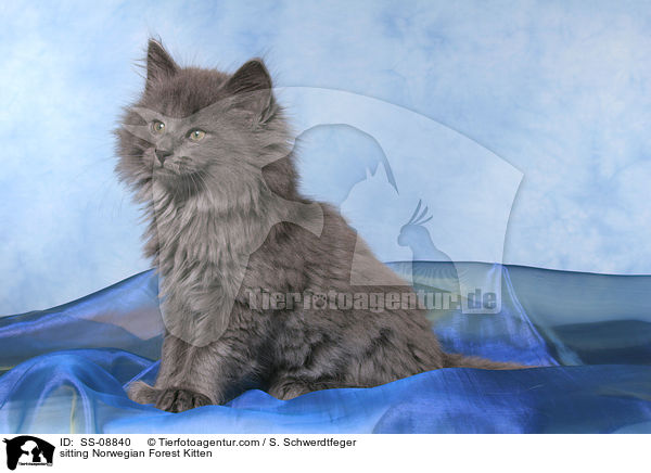 sitting Norwegian Forest Kitten / SS-08840