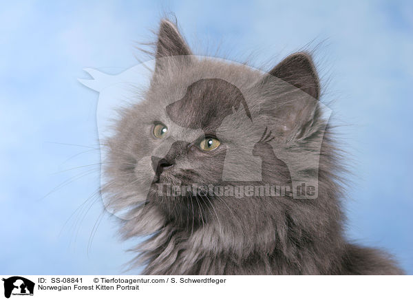 Norwegian Forest Kitten Portrait / SS-08841