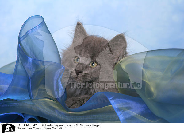 Norwegian Forest Kitten Portrait / SS-08842
