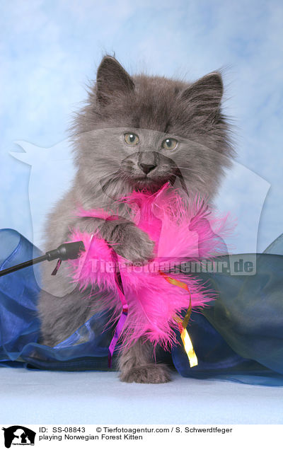 playing Norwegian Forest Kitten / SS-08843