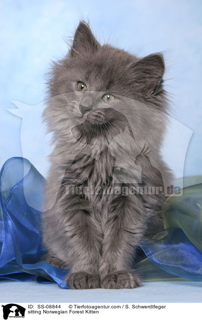 sitting Norwegian Forest Kitten / SS-08844