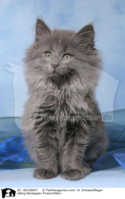 sitting Norwegian Forest Kitten / SS-08847