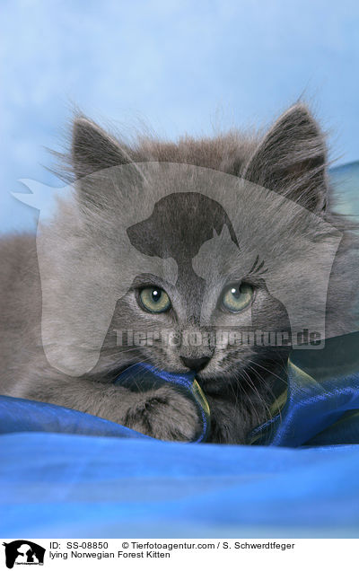 lying Norwegian Forest Kitten / SS-08850