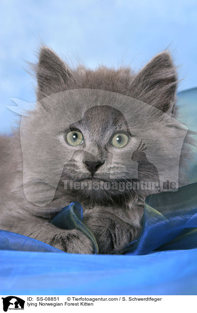 lying Norwegian Forest Kitten / SS-08851