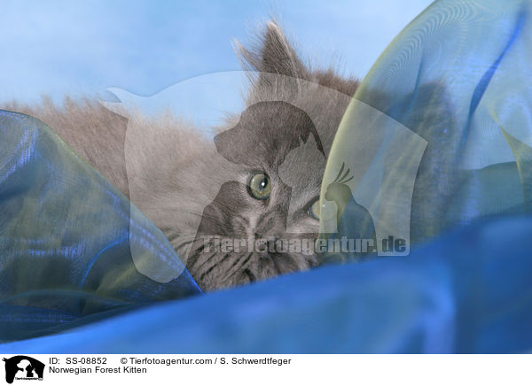 Norwegian Forest Kitten / SS-08852
