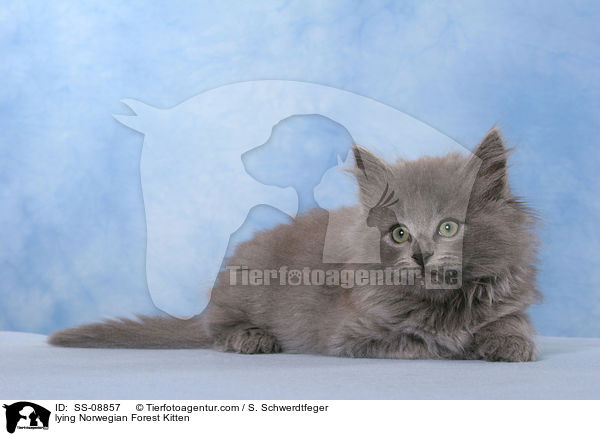 lying Norwegian Forest Kitten / SS-08857