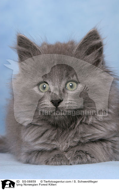 lying Norwegian Forest Kitten / SS-08859