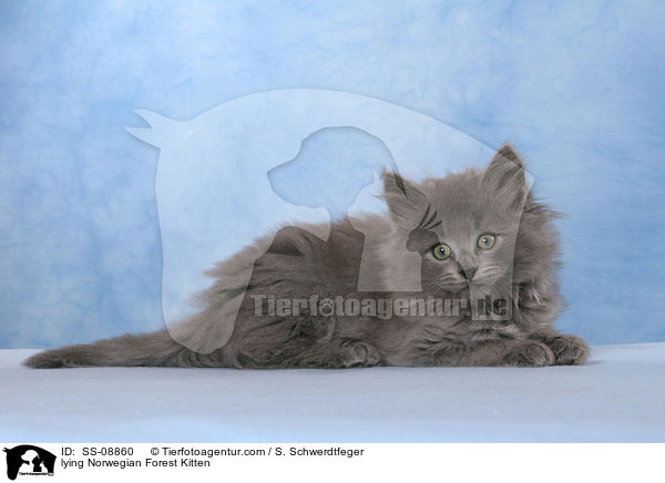 lying Norwegian Forest Kitten / SS-08860