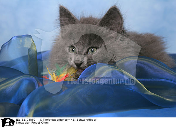 Norwegian Forest Kitten / SS-08862